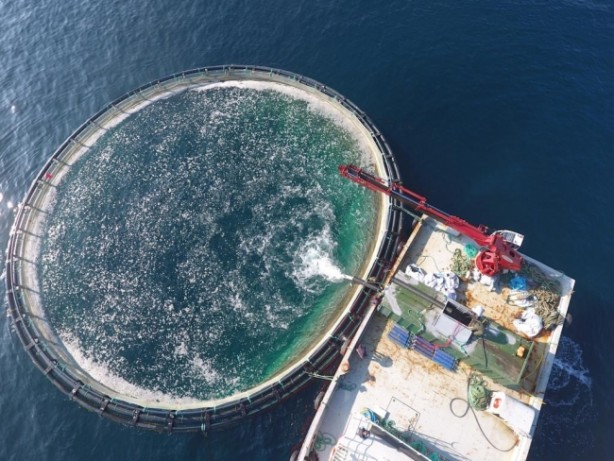 Foto - Denize kıyısı olmayan ilimizden balık fışkırıyor! Rusya ve Japonya o balıkların peşine düştü