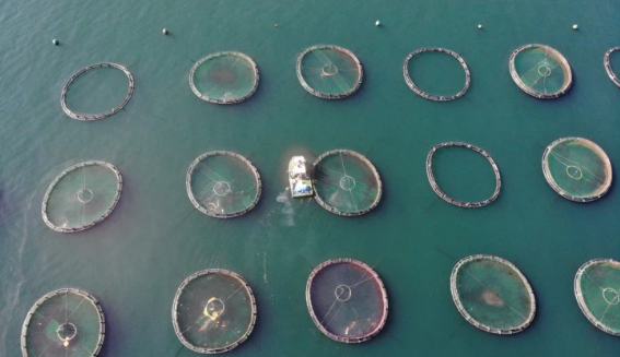 Foto - Denize kıyısı olmayan ilimizden balık fışkırıyor! Rusya ve Japonya o balıkların peşine düştü