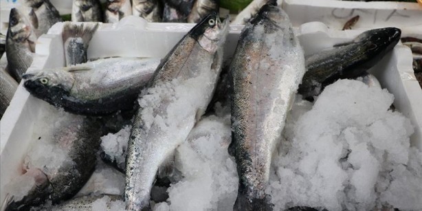 Foto - Denize kıyısı olmayan ilimizden balık fışkırıyor! Rusya ve Japonya o balıkların peşine düştü