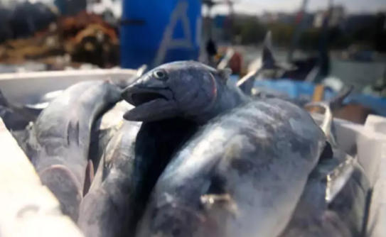 Denize kıyısı olmayan ilimizden balık fışkırıyor! Rusya ve Japonya o balıkların peşine düştü