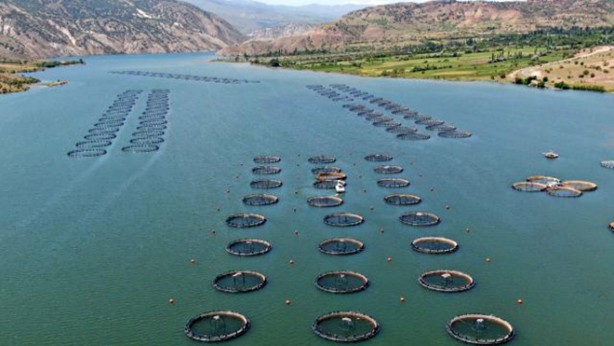 Foto - Denize kıyısı olmayan ilimizden balık fışkırıyor! Rusya ve Japonya o balıkların peşine düştü