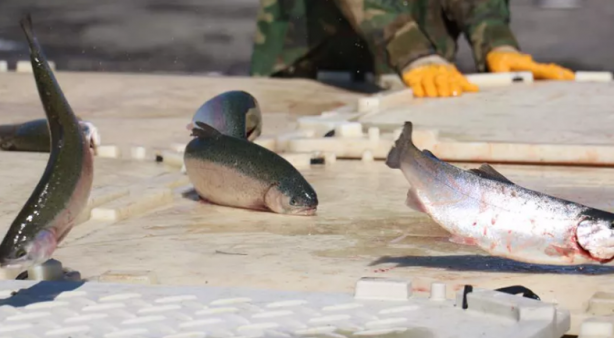 Foto - Denize kıyısı olmayan ilimizden balık fışkırıyor! Rusya ve Japonya o balıkların peşine düştü