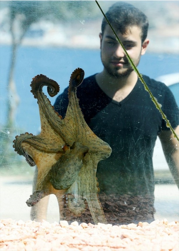 Foto - Denizi görmek isteyen adam evin çevresine akvaryum yaptı!