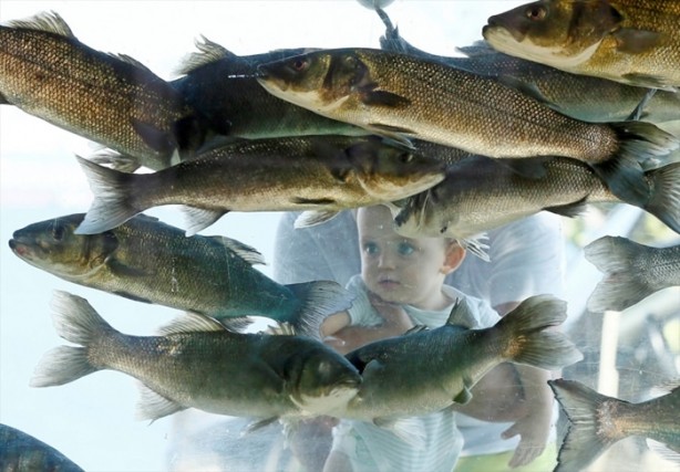 Foto - Denizi görmek isteyen adam evin çevresine akvaryum yaptı!