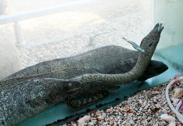 Foto - Denizi görmek isteyen adam evin çevresine akvaryum yaptı!