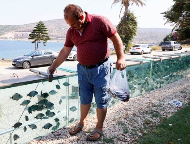 Foto - Denizi görmek isteyen adam evin çevresine akvaryum yaptı!