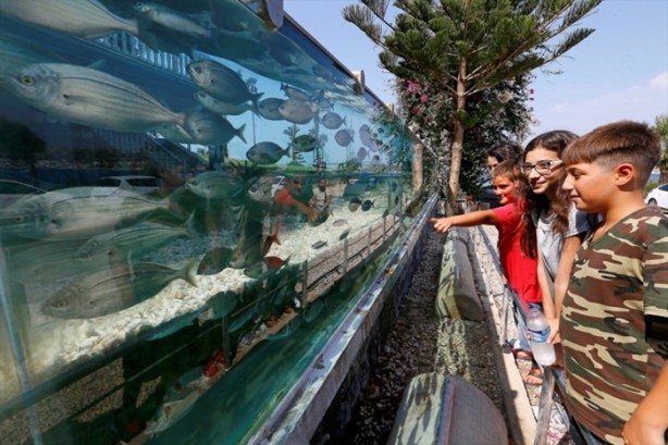 Foto - Denizi görmek isteyen adam evin çevresine akvaryum yaptı!