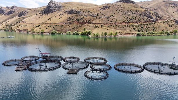Foto - Denizi olmayan Erzincan'da üretilen balıklar Trabzon ve Elâzığ'a sevk ediliyor