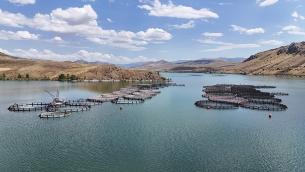 Denizi olmayan Erzincan'da üretilen balıklar Trabzon ve Elâzığ'a sevk ediliyor