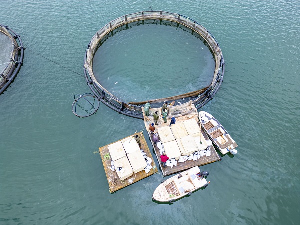 Foto - Denizi olmayan il, dünyaya somon ihraç ediyor