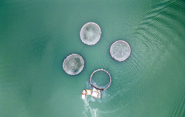 Denizi olmayan il, dünyaya somon ihraç ediyor