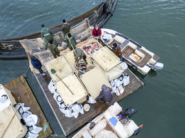 Foto - Denizi olmayan il, dünyaya somon ihraç ediyor