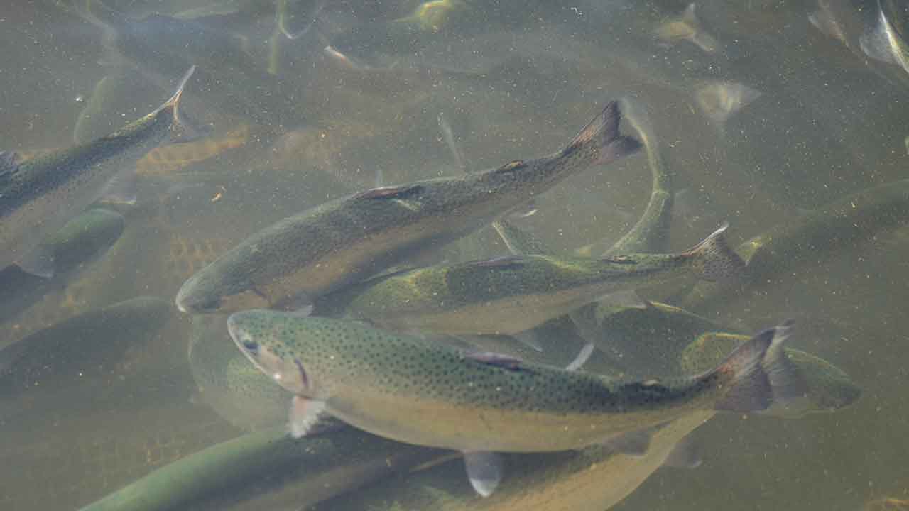 Foto - Denizi olmayan kentten fışkırıyor! Rusya, Çin, Şili, Japonya ve BAE peşine düştü