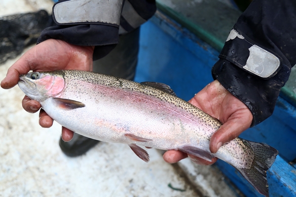 Foto - Denizi olmayan şehirden dünyaya ihraç ediliyor