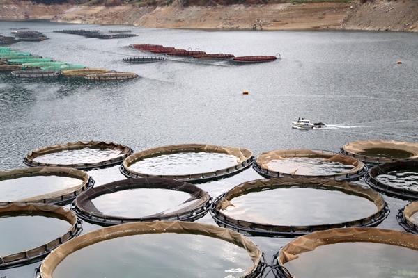 Foto - Denizi olmayan şehirden dünyaya ihraç ediliyor