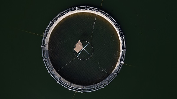 Foto - Denizi olmayan şehrin balıkları yola çıkıyor