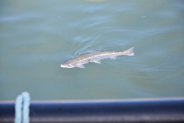 Foto - Denizi olmayan şehrin balıkları yola çıkıyor
