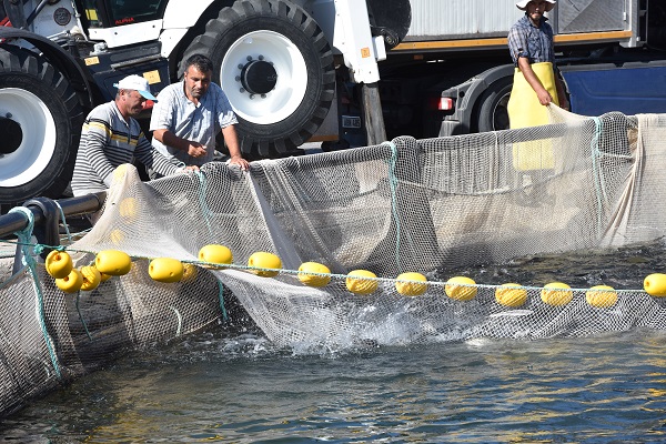 Foto - Denizi olmayan şehrin balıkları yola çıkıyor