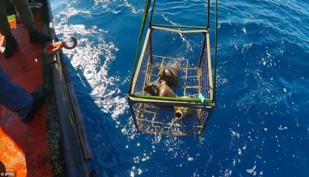 Foto - Denizin binlerce metre derinliğinde bulundu! Bakın içinden ne çıktı