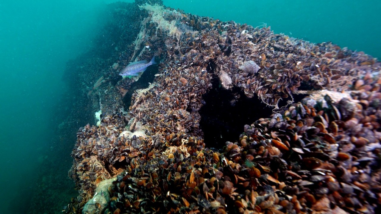 Foto - Denizin dibinde sessiz tanıklık! Karadeniz’de batırılan Nazi denizaltılarından görüntüler… 