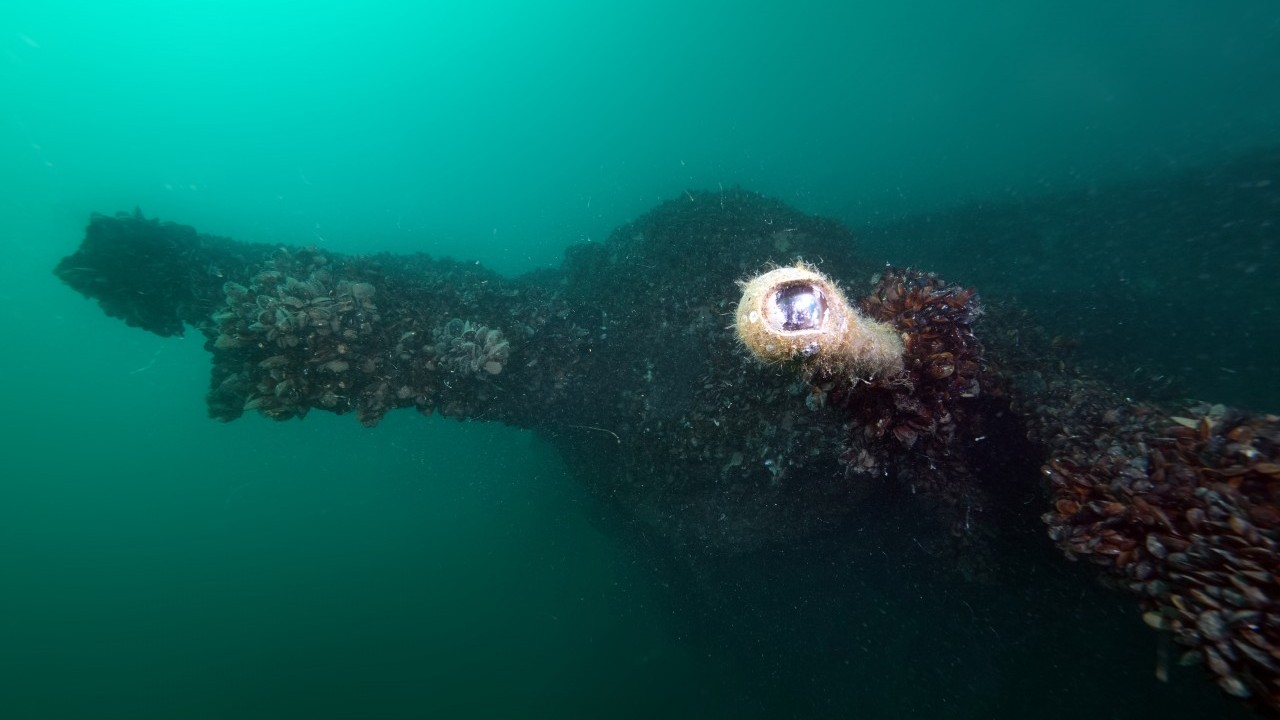 Foto - Denizin dibinde sessiz tanıklık! Karadeniz’de batırılan Nazi denizaltılarından görüntüler… 