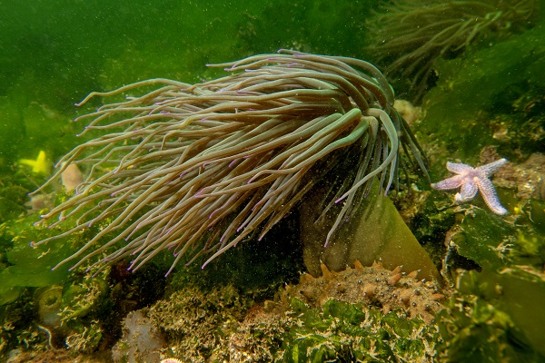 Foto - Denizin tehlikeli çiçekleri! Anemonlar o ilde kayıt altında alındı