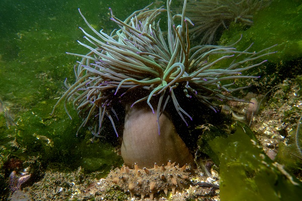 Foto - Denizin tehlikeli çiçekleri! Anemonlar o ilde kayıt altında alındı