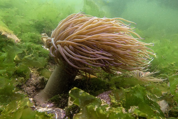 Foto - Denizin tehlikeli çiçekleri! Anemonlar o ilde kayıt altında alındı