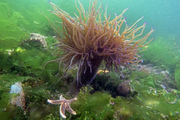 Foto - Denizin tehlikeli çiçekleri! Anemonlar o ilde kayıt altında alındı