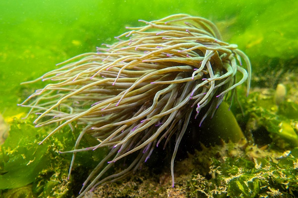 Foto - Denizin tehlikeli çiçekleri! Anemonlar o ilde kayıt altında alındı
