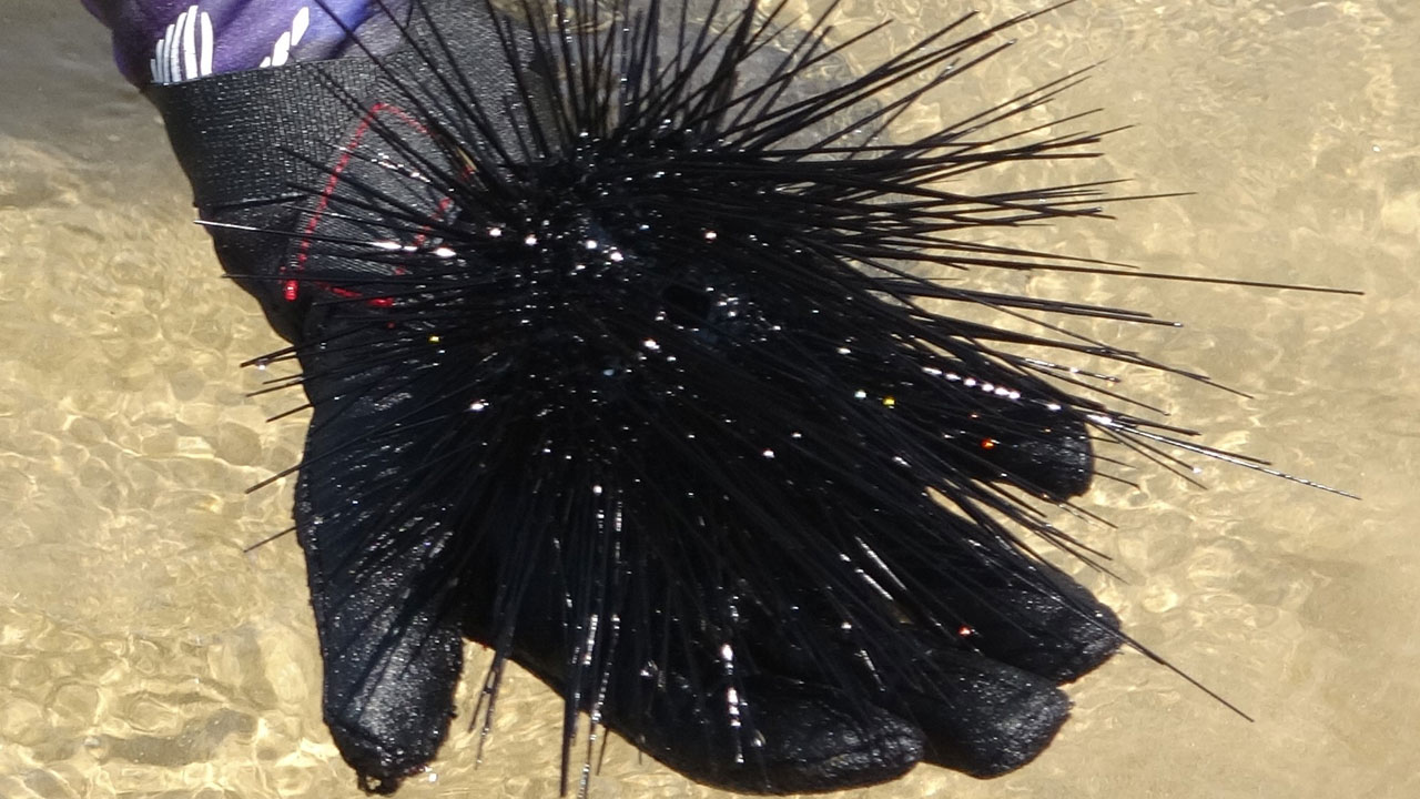 Foto - Denizlerde büyük sürpriz! Zehirli türler bir anda ortadan kayboldu