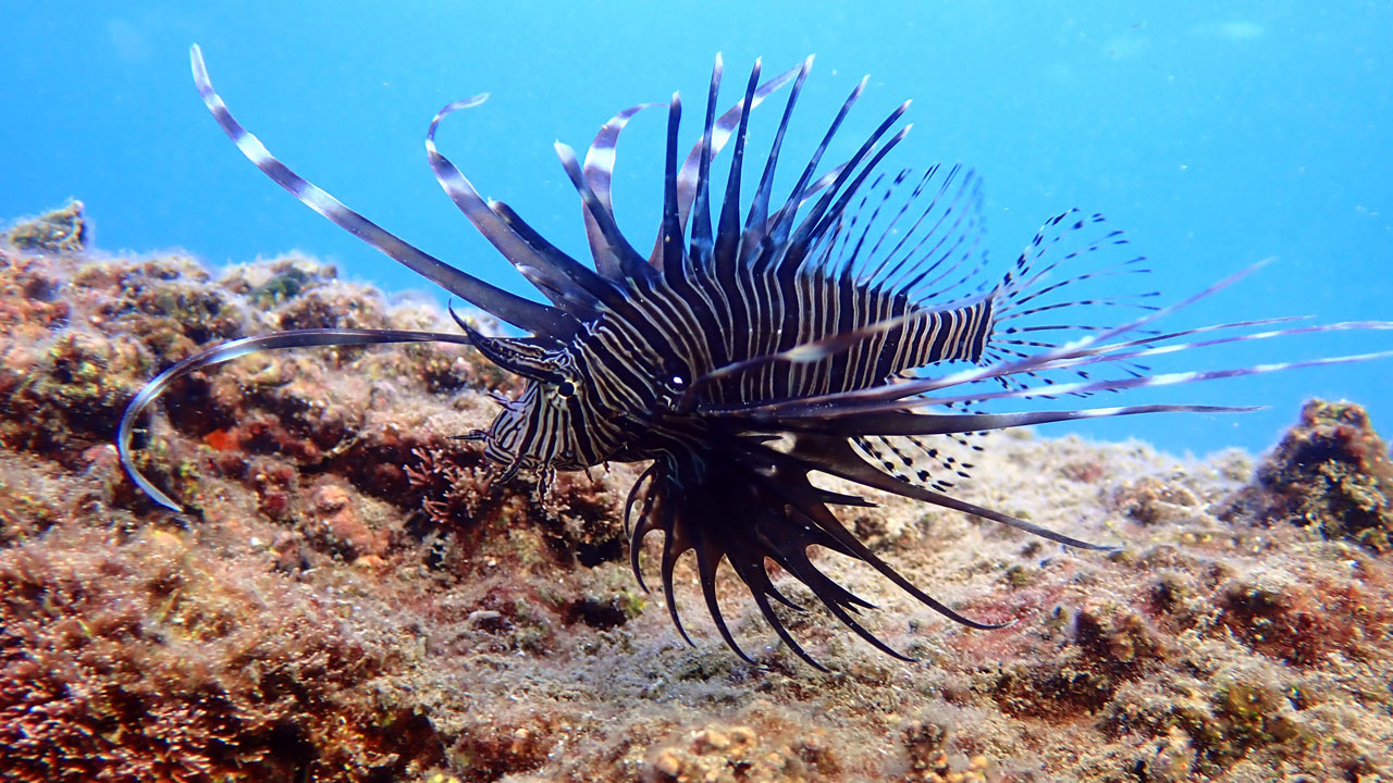 Foto - Denizlerde büyük sürpriz! Zehirli türler bir anda ortadan kayboldu