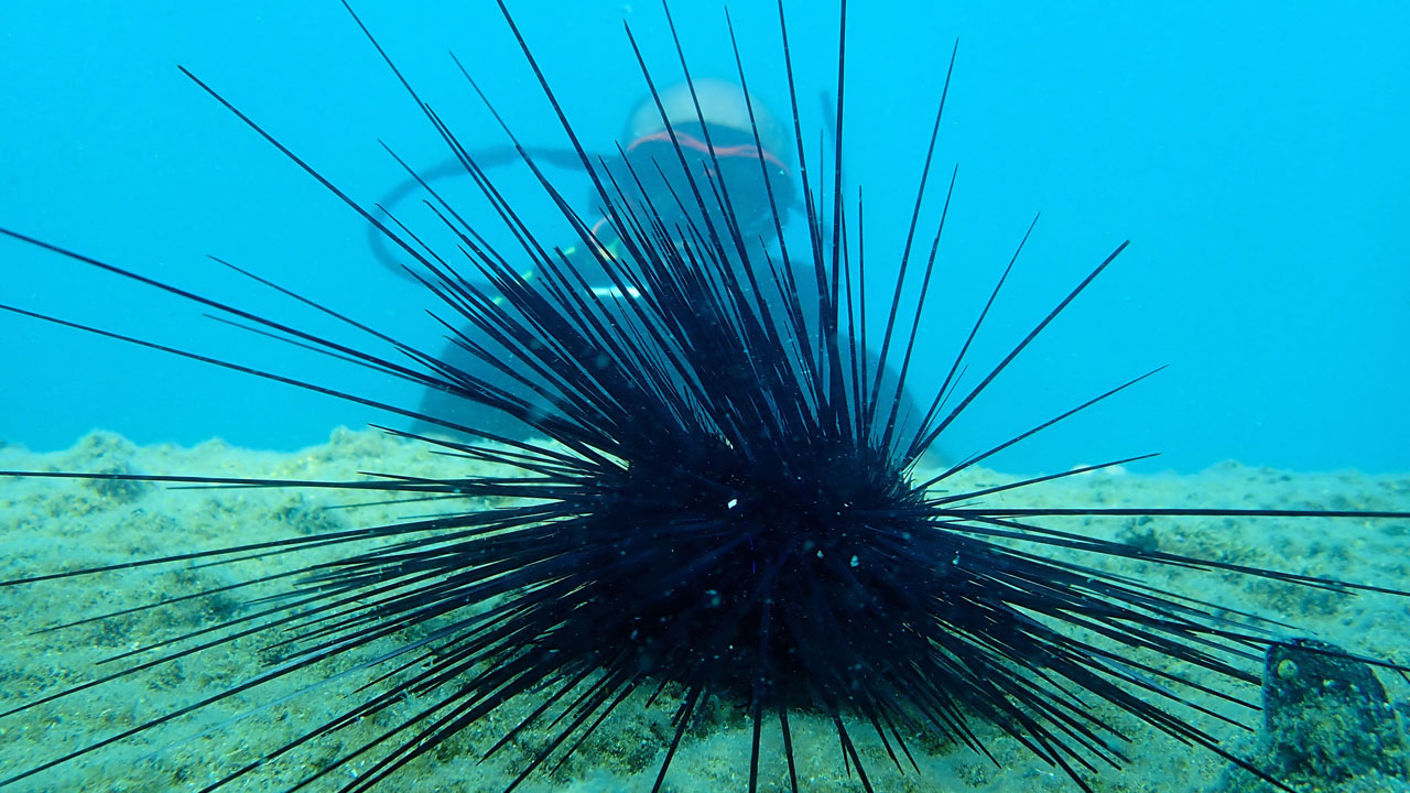 Foto - Denizlerde büyük sürpriz! Zehirli türler bir anda ortadan kayboldu