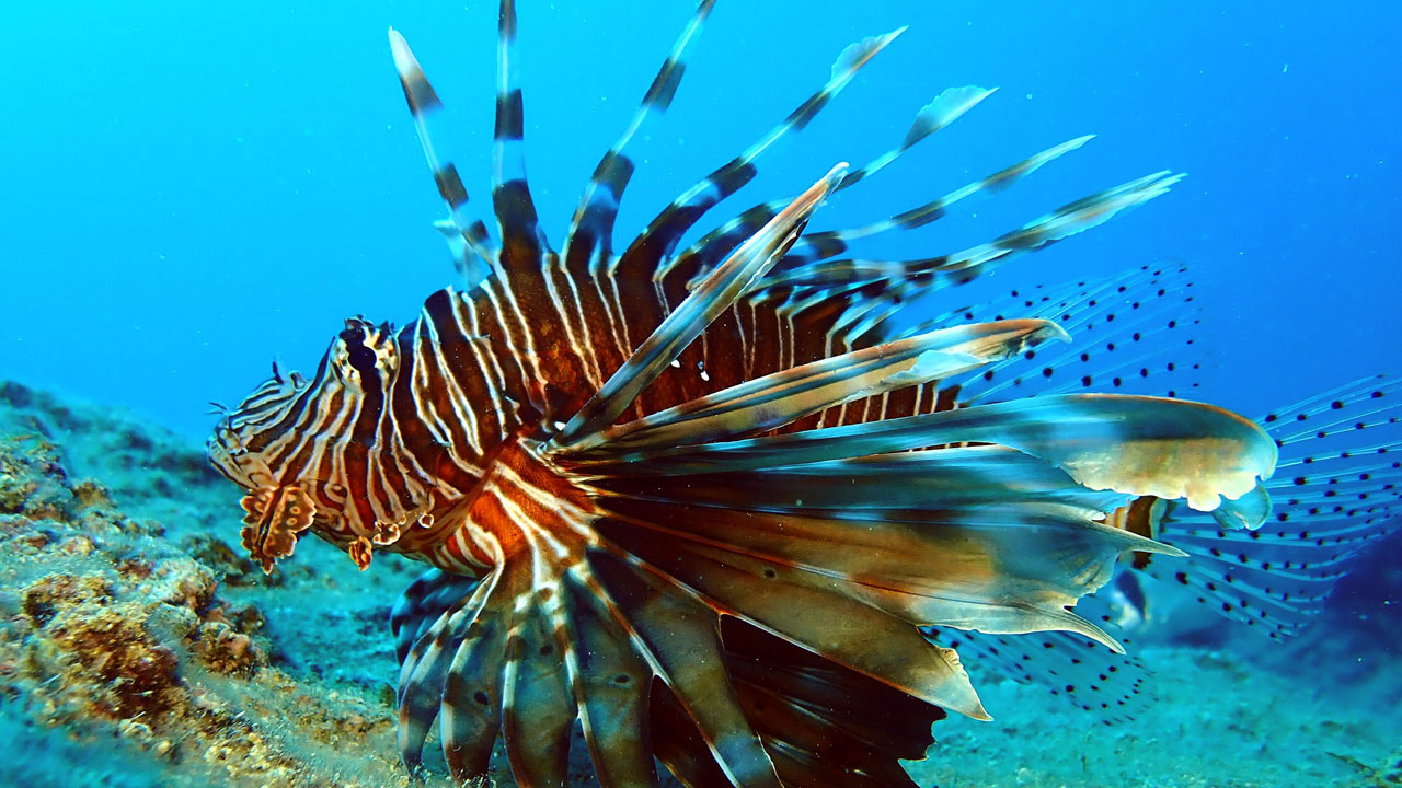Foto - Denizlerde büyük sürpriz! Zehirli türler bir anda ortadan kayboldu