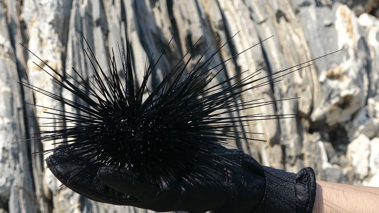 Denizlerde büyük sürpriz! Zehirli türler bir anda ortadan kayboldu