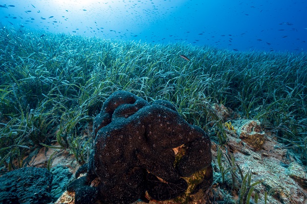 Foto - Denizlerin akciğerleri tehlike altında