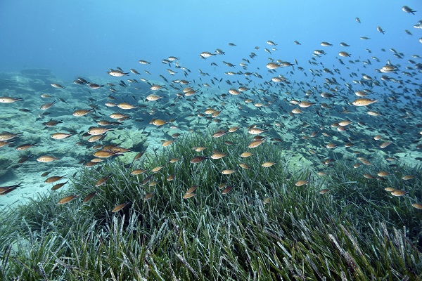 Denizlerin akciğerleri tehlike altında