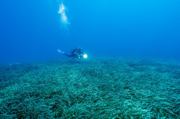 Foto - Denizlerin akciğerleri tehlike altında