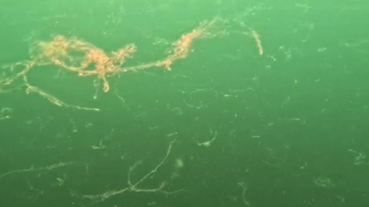 Foto - Denizlerin belası Marmara’ya geri döndü