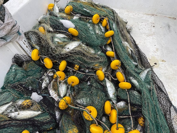Foto - Denizlerin efesi Marmara'da görüldü