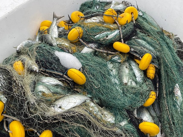 Denizlerin efesi Marmara'da görüldü