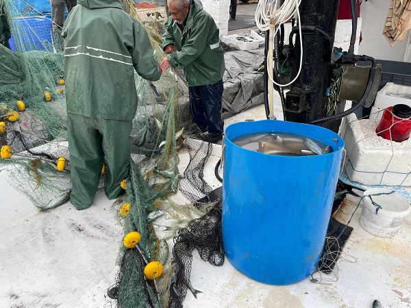 Foto - Denizlerin efesi Marmara'da görüldü