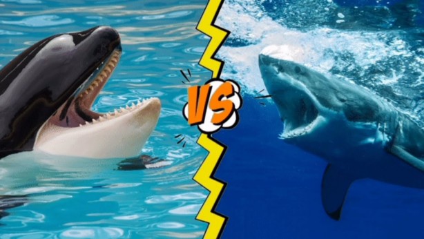 Foto - Denizlerin yeni hakimi ortaya çıktı! Film değil gerçek: Büyük beyaz köpekbalıkları bile ondan arkalarına bakmadan kaçıyor! Alayını tek lokmada yutuyor