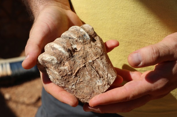 Foto - Denizli'de 9 milyon yıl öncesine ait olduğu değerlendirilen hayvan fosilleri bulundu