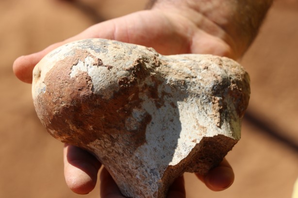 Foto - Denizli'de 9 milyon yıl öncesine ait olduğu değerlendirilen hayvan fosilleri bulundu