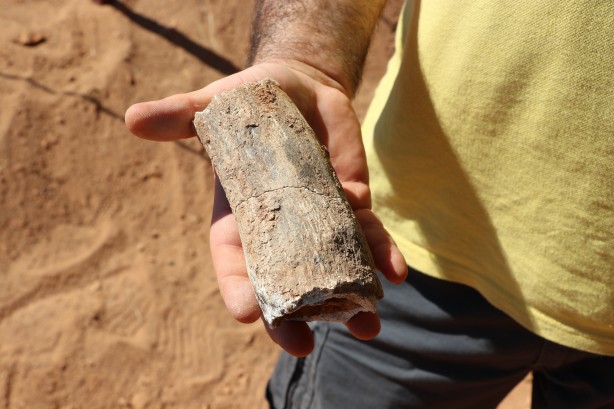 Foto - Denizli'de 9 milyon yıl öncesine ait olduğu değerlendirilen hayvan fosilleri bulundu