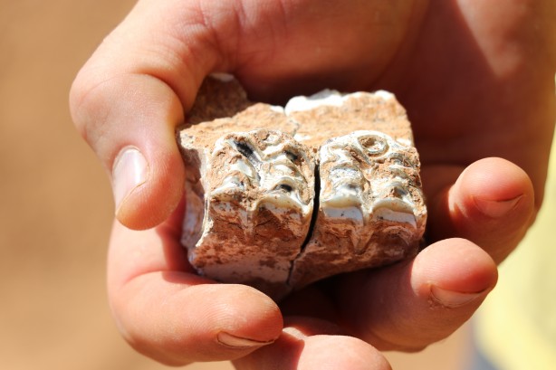 Foto - Denizli'de 9 milyon yıl öncesine ait olduğu değerlendirilen hayvan fosilleri bulundu