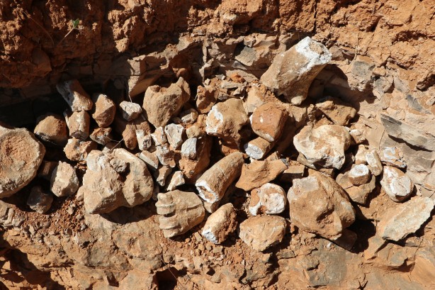 Foto - Denizli'de 9 milyon yıl öncesine ait olduğu değerlendirilen hayvan fosilleri bulundu