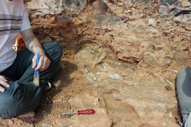 Foto - Denizli'de 9 milyon yıl öncesine ait olduğu değerlendirilen hayvan fosilleri bulundu