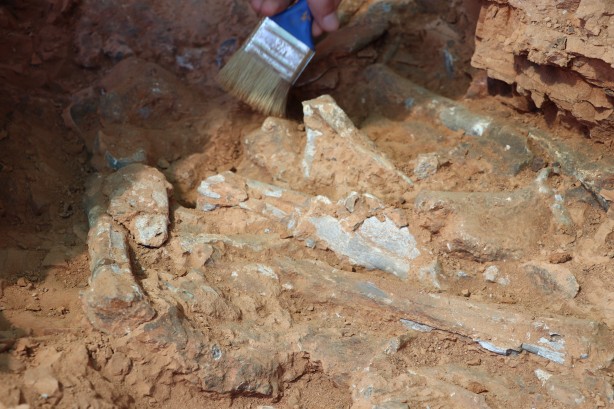 Denizli'de 9 milyon yıl öncesine ait olduğu değerlendirilen hayvan fosilleri bulundu